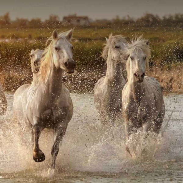 Chevaux blancs dans la plaine camarguaise