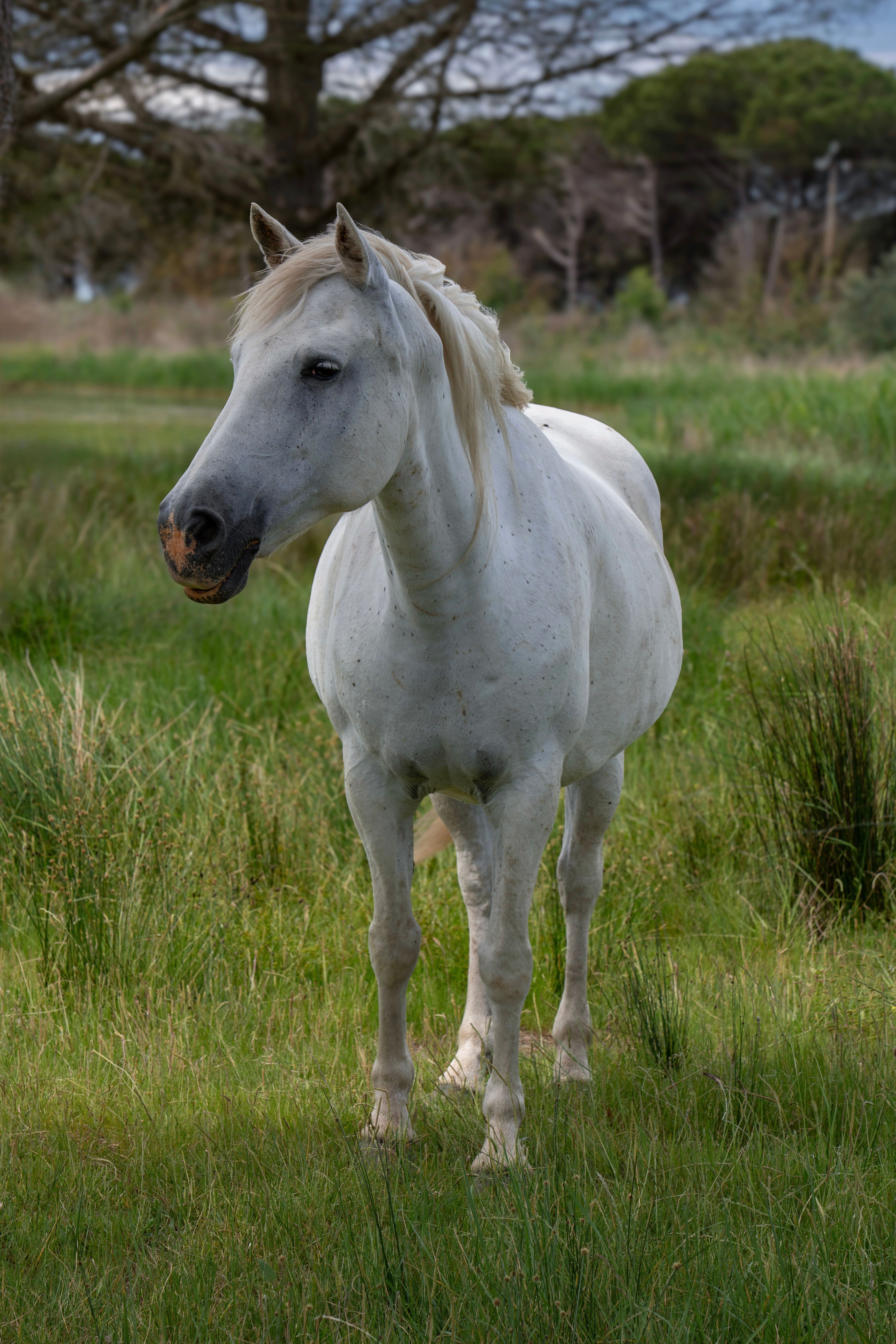 Chevaux blancs dans les eaux de Camargue