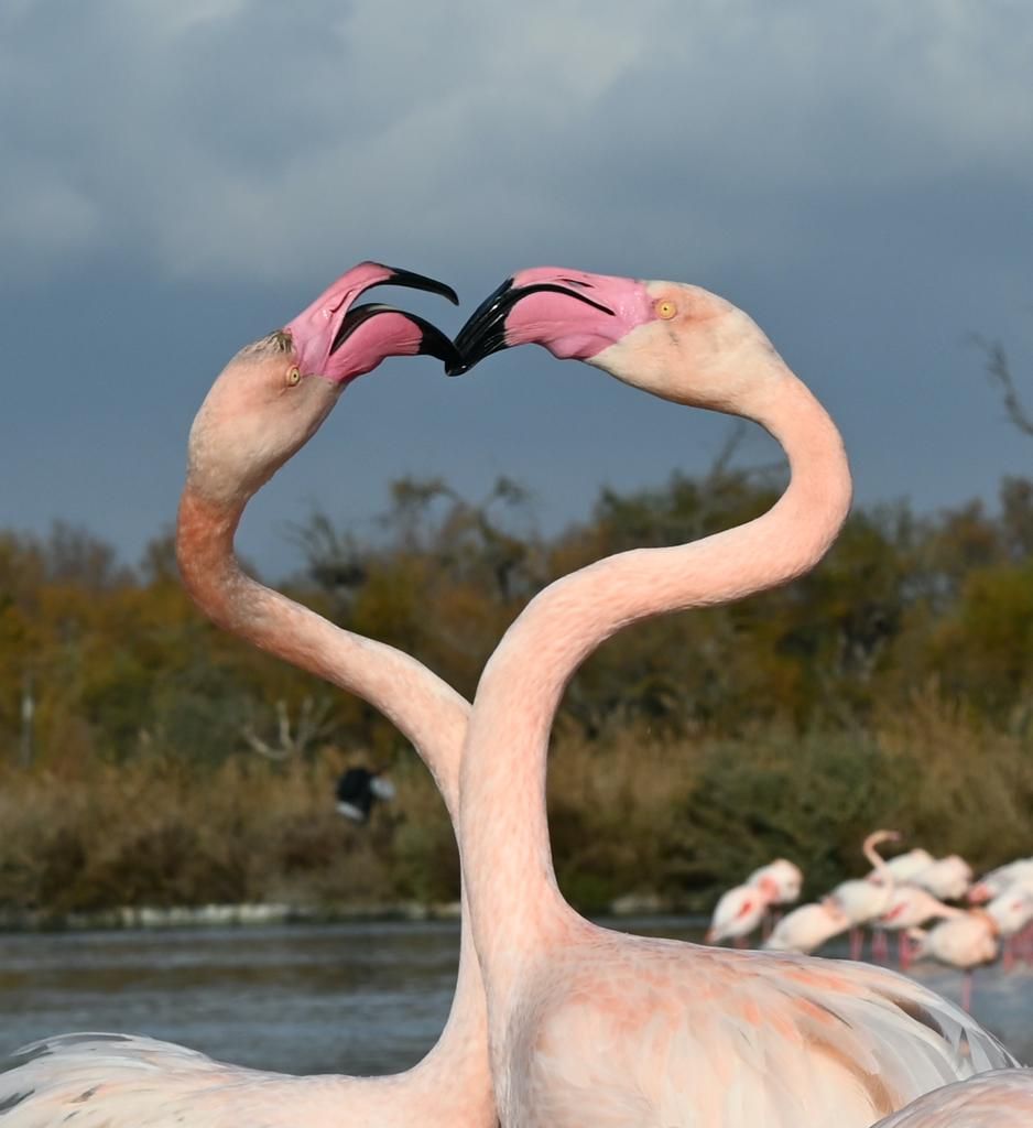 Flamants roses en Camargue